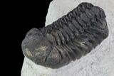 Bargain, Austerops Trilobite - Ofaten, Morocco #92190-3